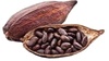 Picture of Cacao Beans